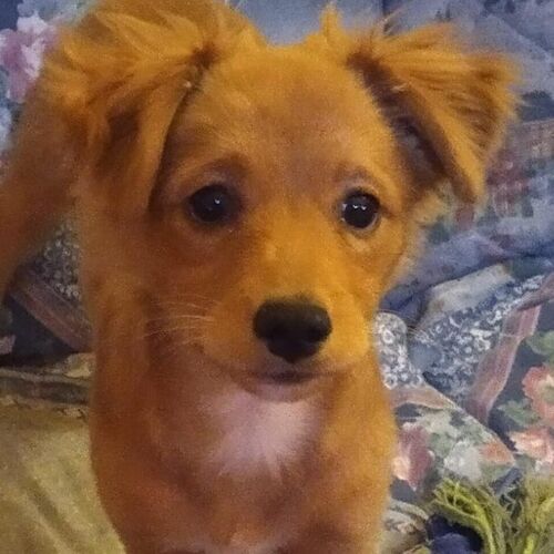 Troya