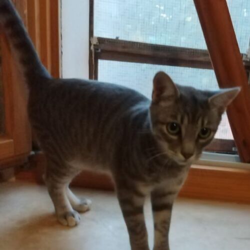 Katze