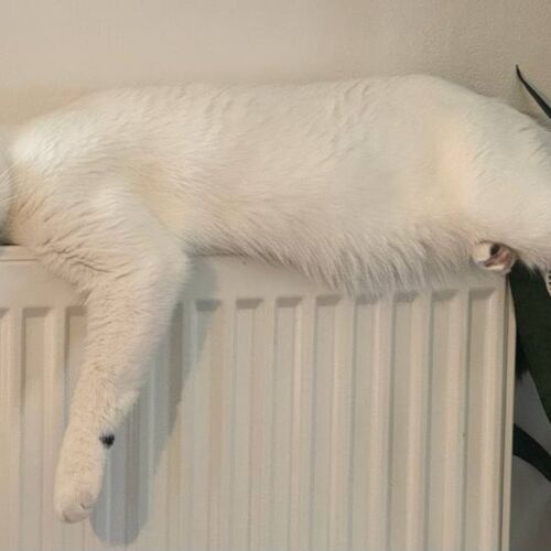 Katze