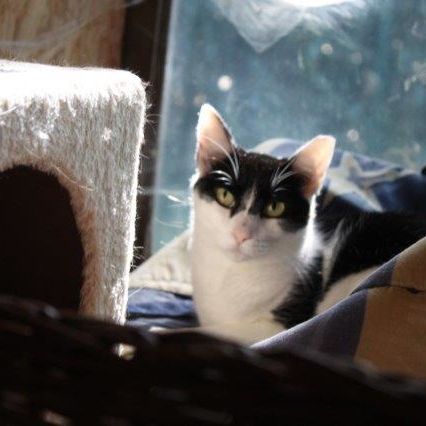 Katze