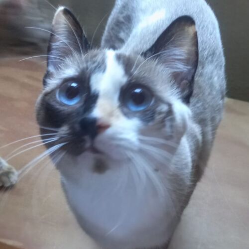 Katze