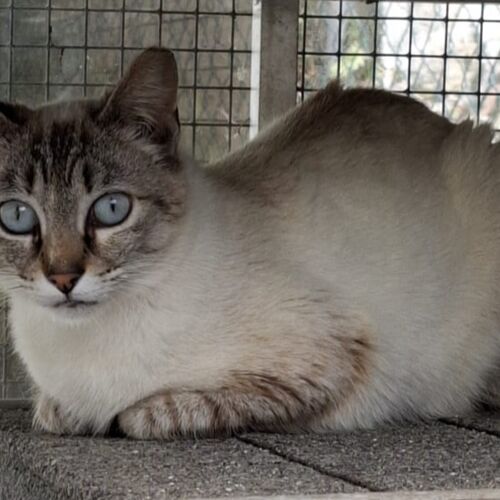 Katze