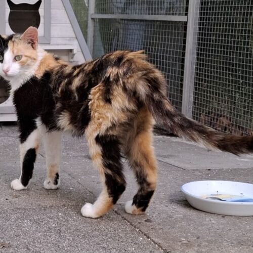 Katze