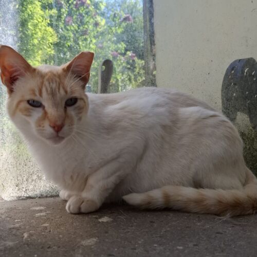 Katze