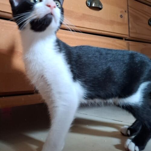 Katze