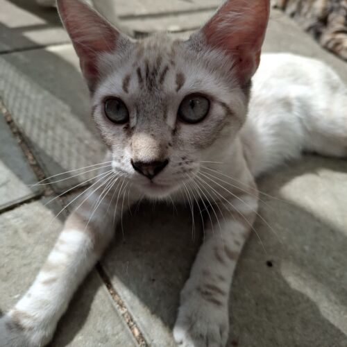 Katze