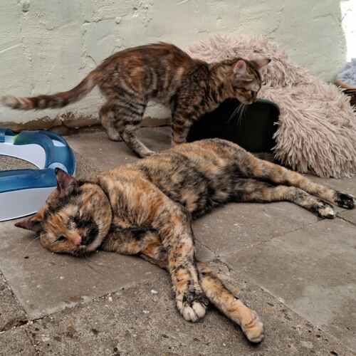 Katze
