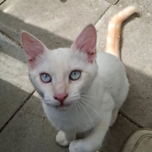 Katze