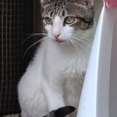 Katze