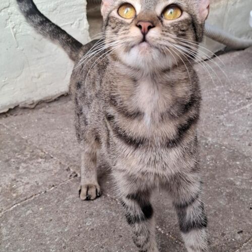 Katze
