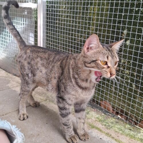 Katze