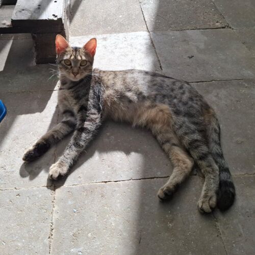 Katze
