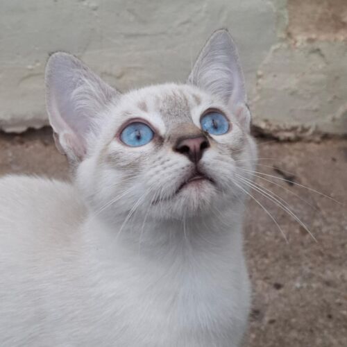 Porthos