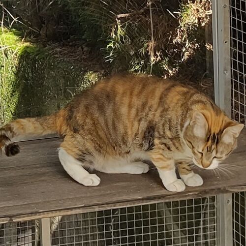Katze