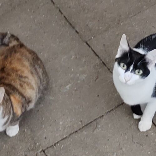 Katze