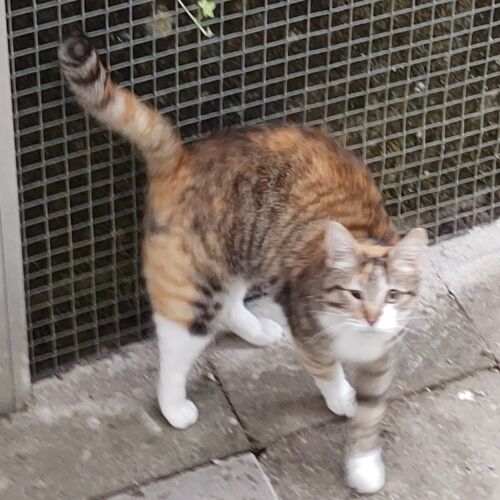 Katze