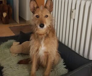 In Gedenken an Teddy