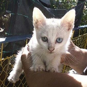 Minou
