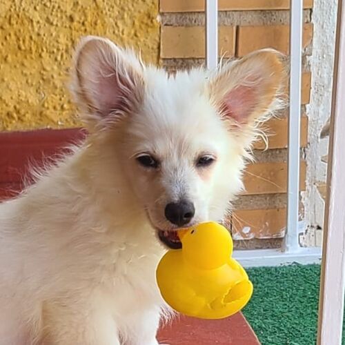 Puchi