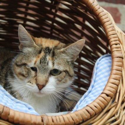 Katze