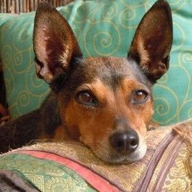 Happy Jolie, Nov. 2013