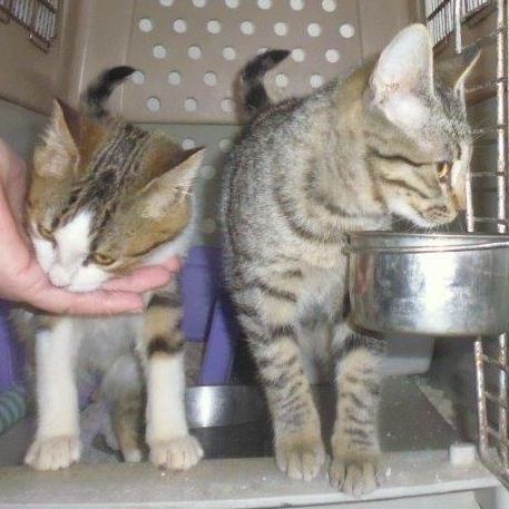 Katze