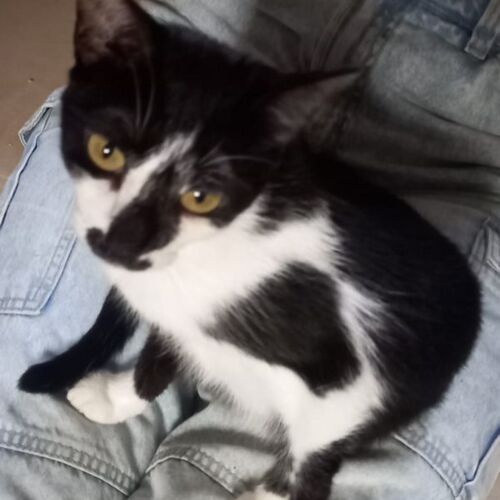 Katze