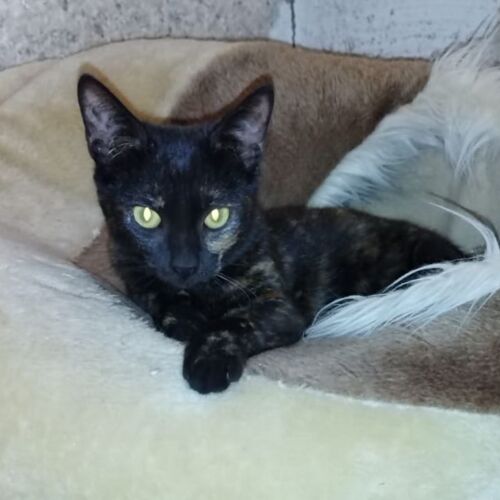 Katze