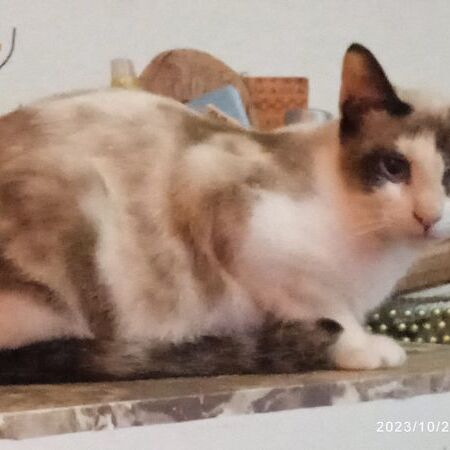 Katze