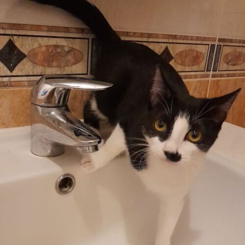 Katze