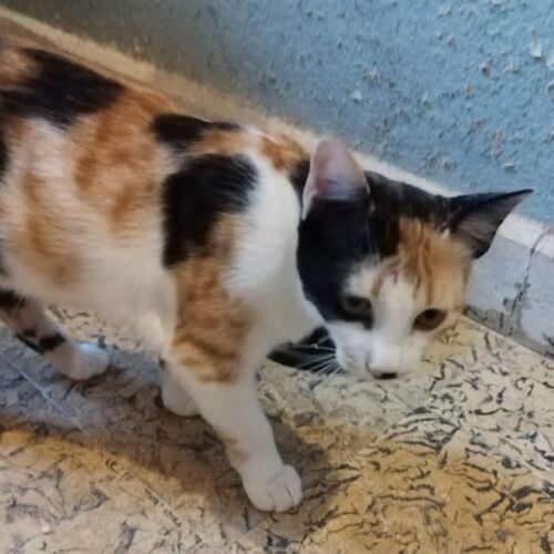 Katze