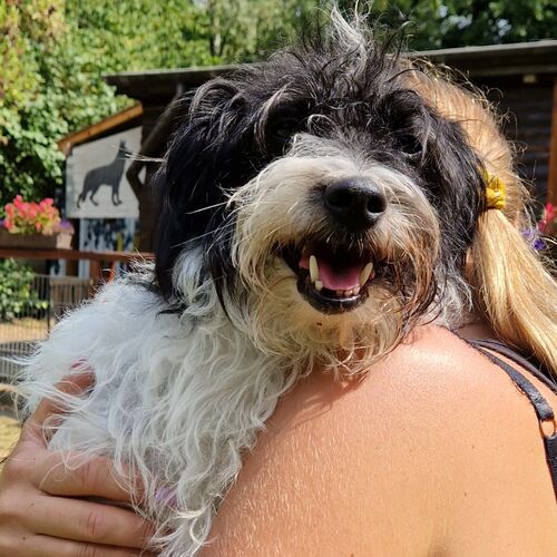 Filou