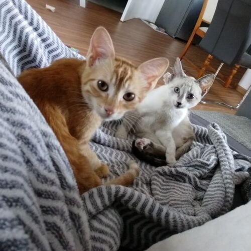 Billa und Bobby