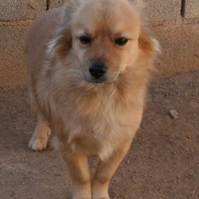 Otto