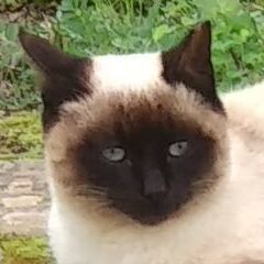 Sammy