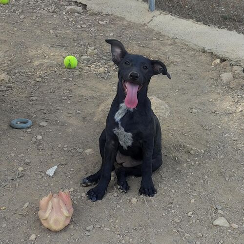 Cloe