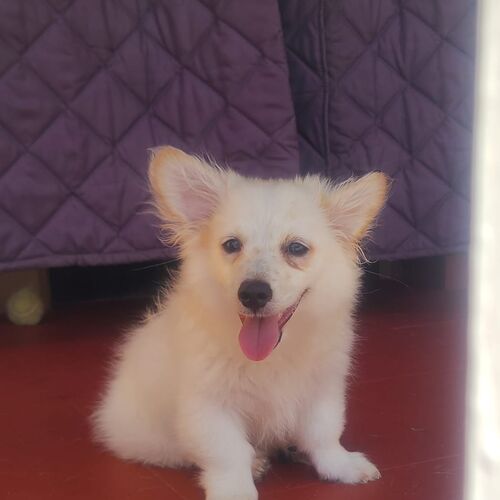 Puchi