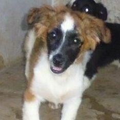 Fergus