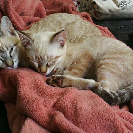Dulce und Duna
