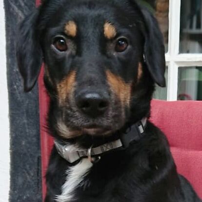 Jonas