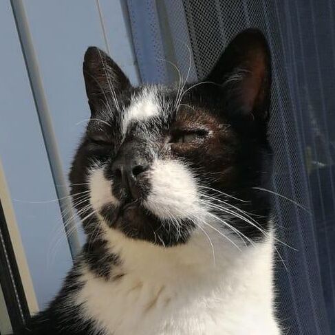Oreo
