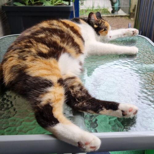 Merida