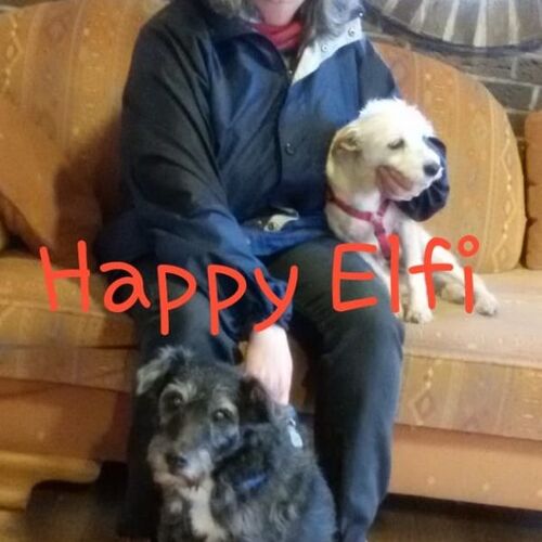Elfi