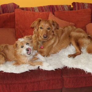 Happy Deedee, Mai 2013