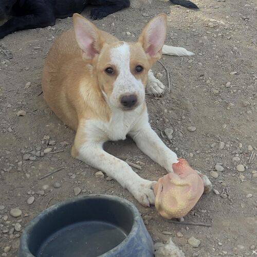 Blanca
