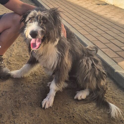Oskar
