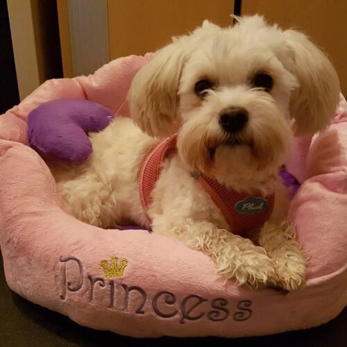 Franny-Franzy