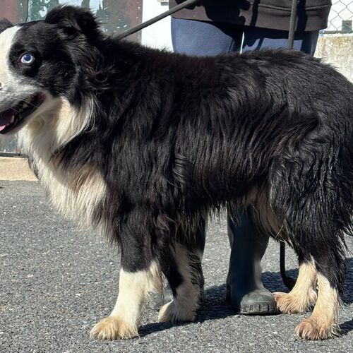 Merlin