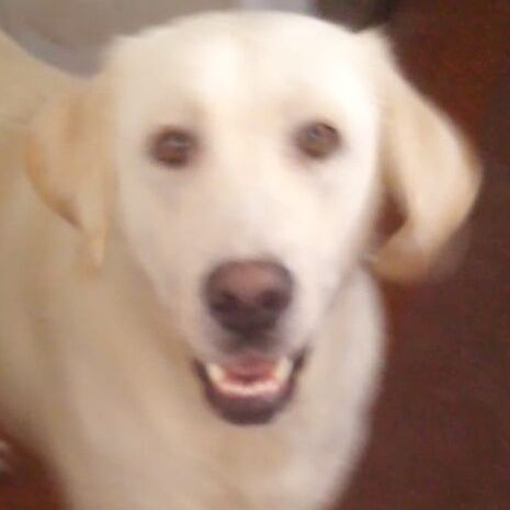 Lila