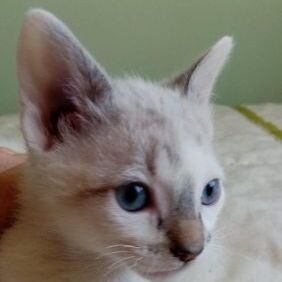 Silas